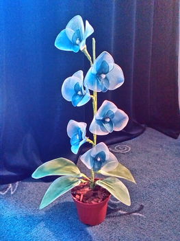 kék orchidea