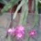 Levél kaktusz rózsaszín