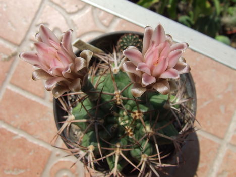 DSCF9411