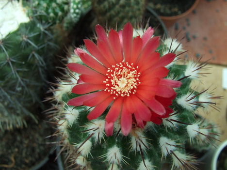 DSCF9421