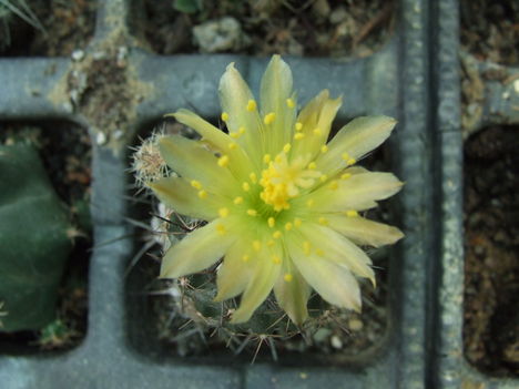 DSCF9424