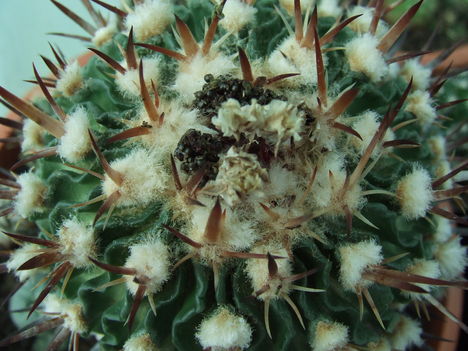 DSCF9442