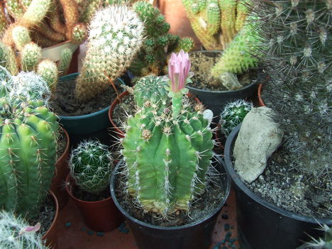 DSCF9448