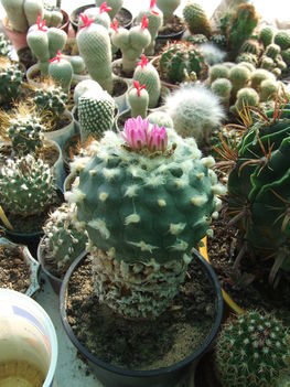 DSCF9451