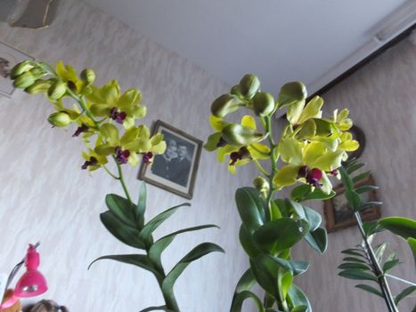 Orchidea 10