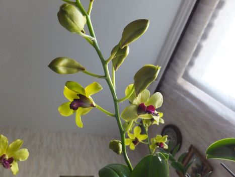 Orchidea 16