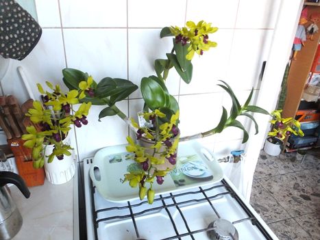 Orchidea 16; Dendrobium