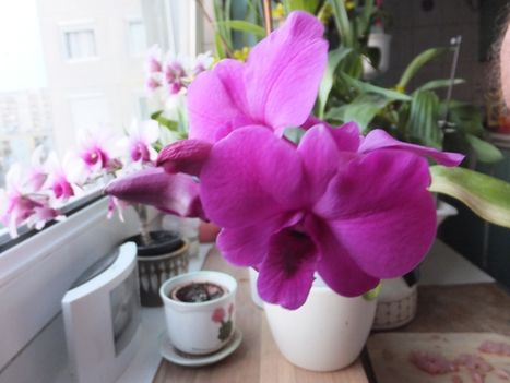 Orchidea 18