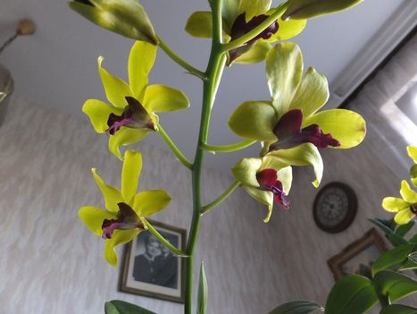 Orchidea 21