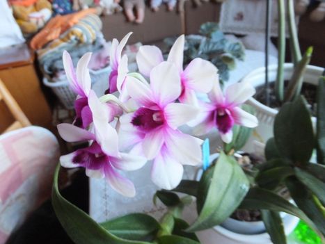 Orchidea 24; Dendrobium