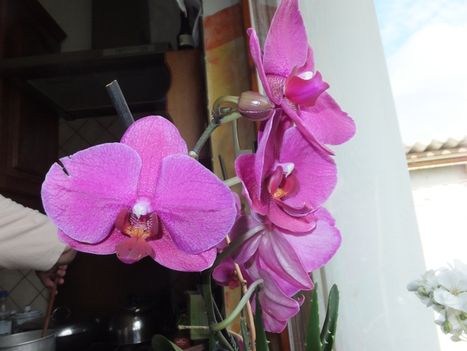 Orchidea 25
