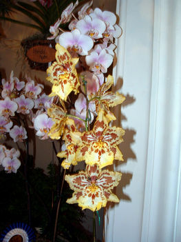 Orchidea