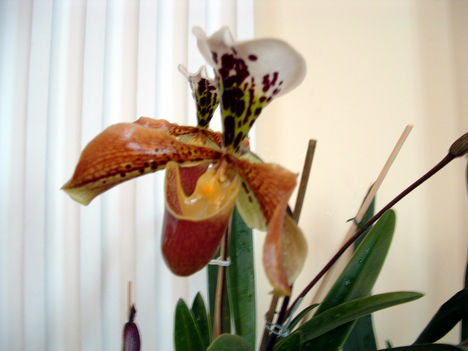 Orchidea