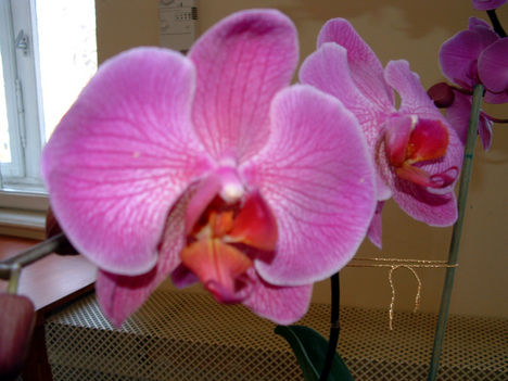 Orchidea