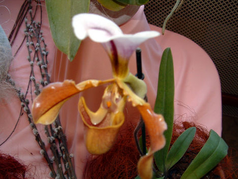 Orchidea