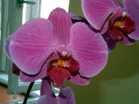 Orchidea