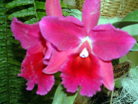 Orchidea