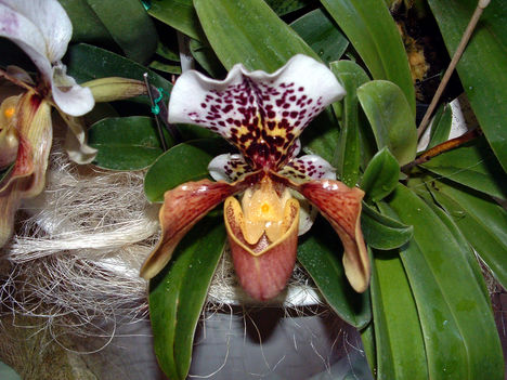 Orchidea