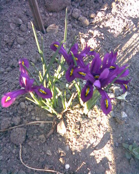 tavaszi virágok 002