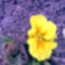 tavaszi virágok 003