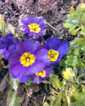 tavaszi virágok 004