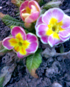 tavaszi virágok 005
