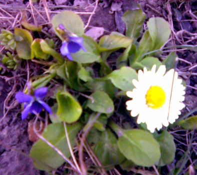 tavaszi virágok 008
