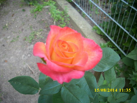 Egy rózsaszál...