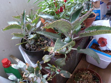 P1130340