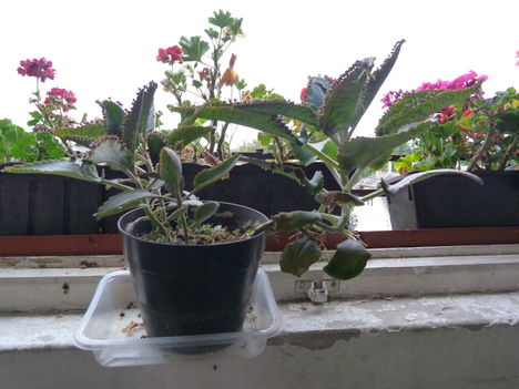 P1130341