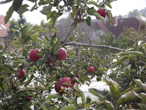 almák a fa tetején