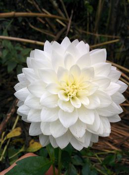 riás virágú fehér dekor dália