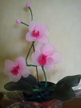 rózsaszín orchidea 