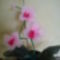 rózsaszín orchidea 