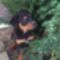 Dina__pocak_1481584_5691_s