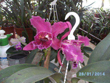Most virágzó orchideáim