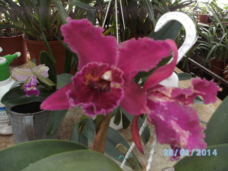 Most virágzó orchideáim