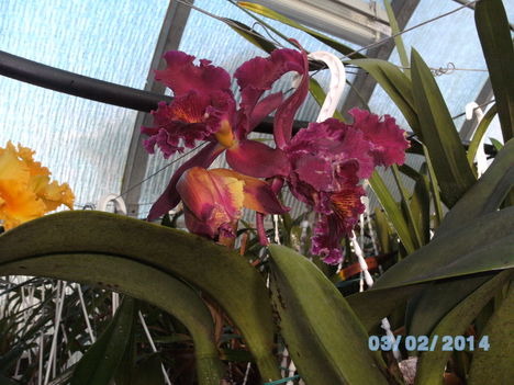 Most virágzó orchideáim