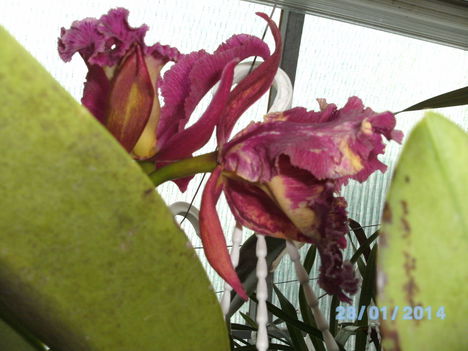 Most virágzó orchideáim