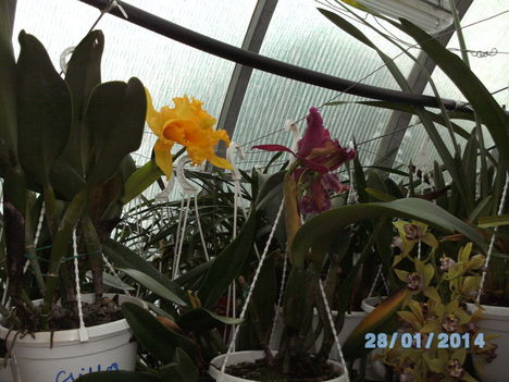 Most virágzó orchideáim