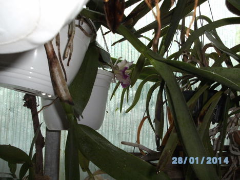 Most virágzó orchideáim
