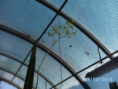 Most virágzó orchideáim