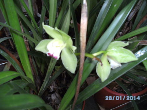 Most virágzó orchideáim