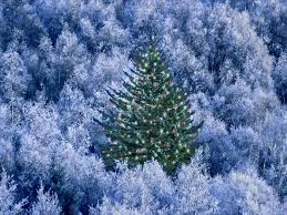 szép karácsony fa