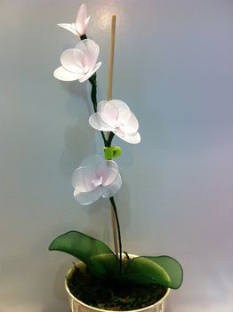 Fehér-rózsaszín orchidea