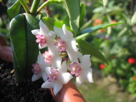 hoya bella