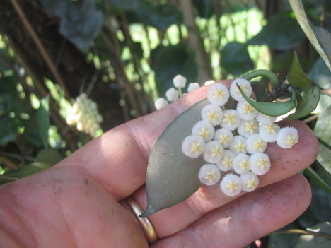 hoya lacunossa