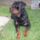 Rocky