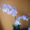 Fehér orhidea harisnyavirág