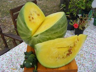 Sárgabélű görögdinnye